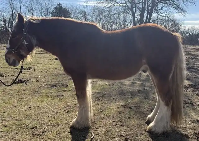 FDR The Preacher - Media (Unknown)