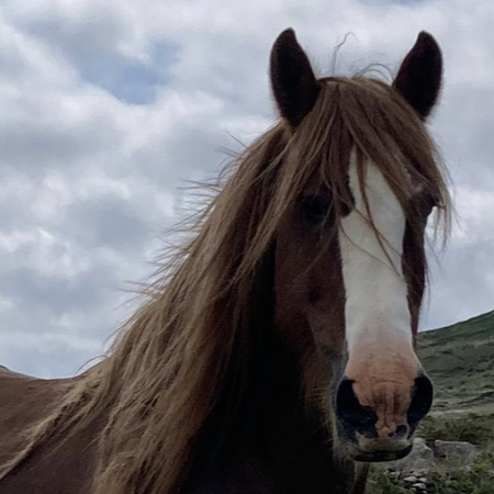 Rossmore Ronald - Media (Unknown)