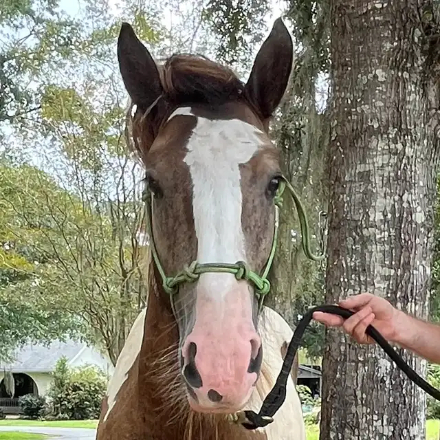 Mm Sir Southern Sam-I-Am - Media (Unknown)