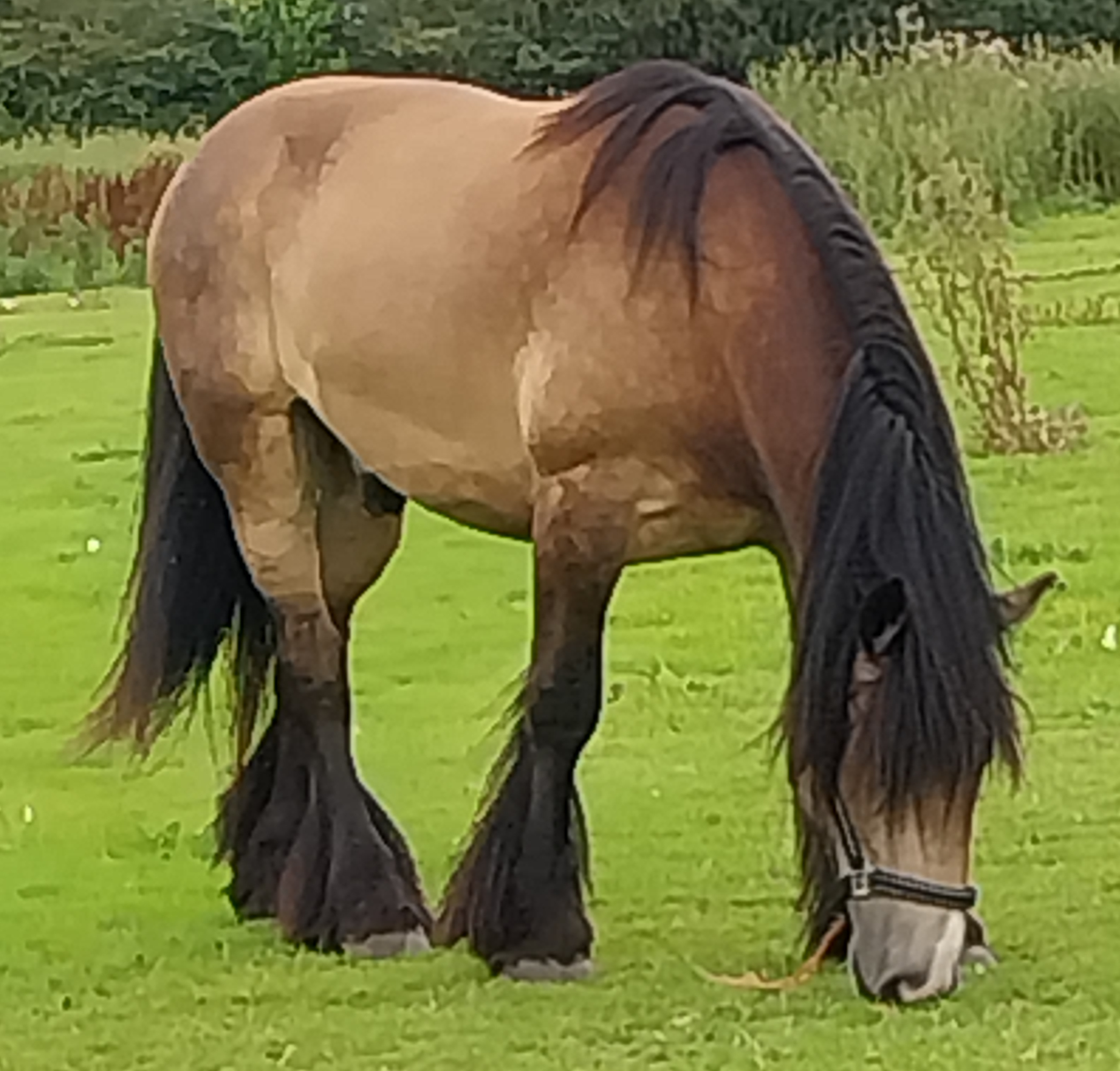 Paddy - Media (Unknown)