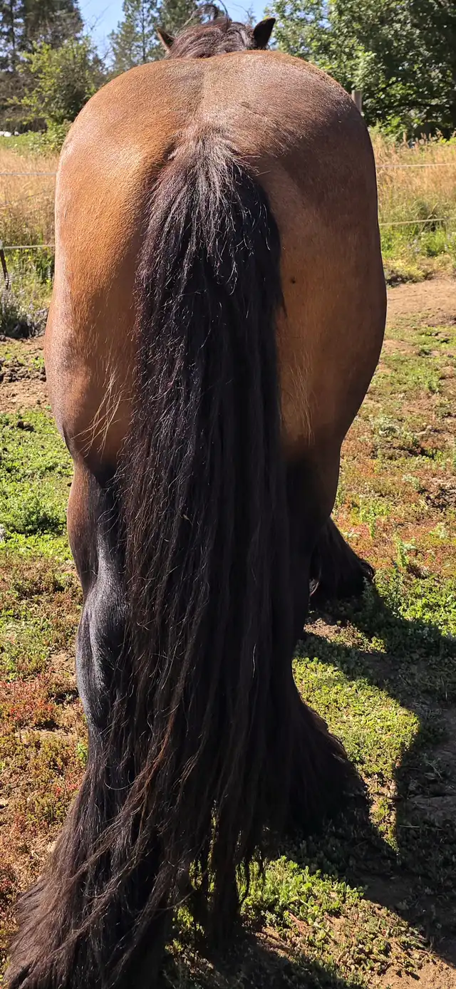 AR's Baelfyre - Media (Unknown)