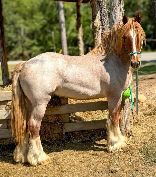 Verbal Pedigree - Media (2931)