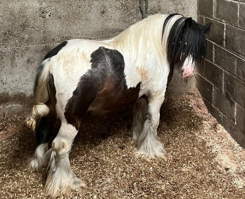 Kings Man - Media (Unknown)