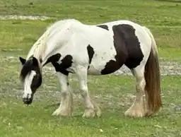 FLF Amazing Grace - Media (Unknown)