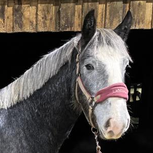 Faeryoak Song Sung Blue - Media (Unknown)