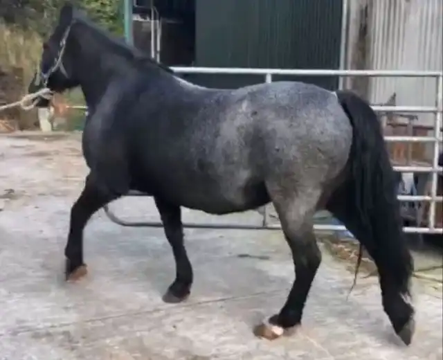 Lady Gray - Media (Unknown)