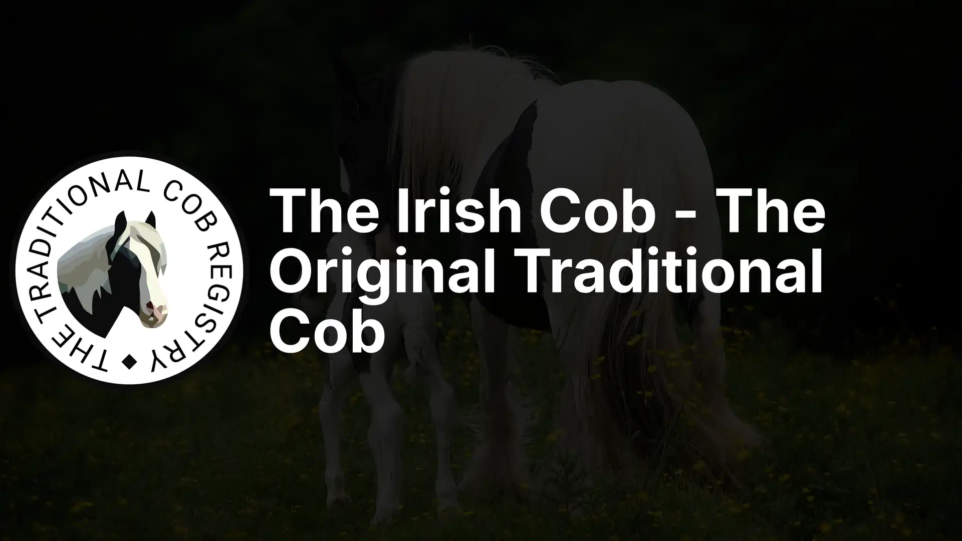 The Irish Cob - The Original Traditional Cob - Media (2482)