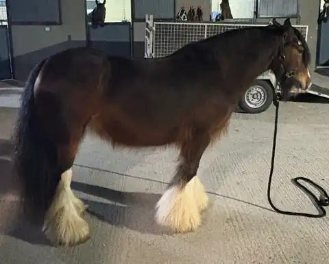 Mollies Gypsy, right side