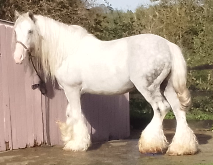 Tìr ná Nōg - Media (Unknown)