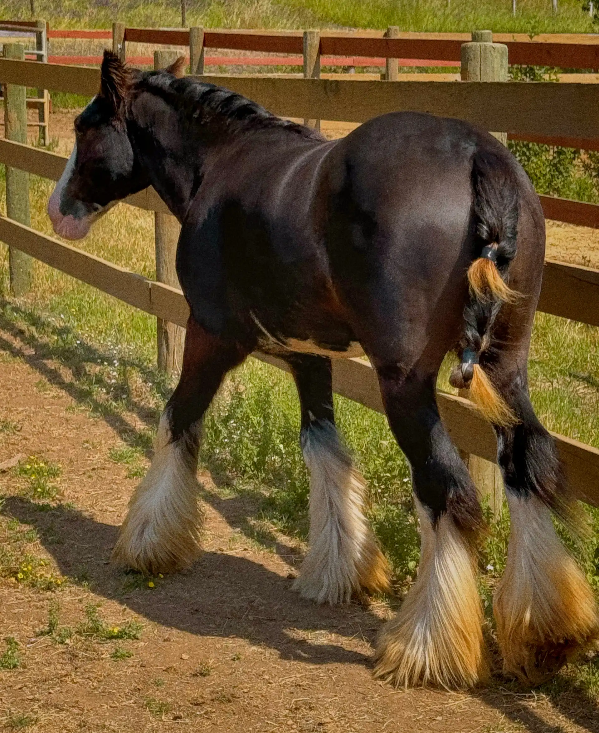 Kohls Epic Edition - Media (Unknown)