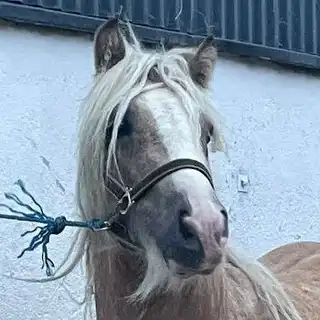 Moneyglen Billy Aka Mirza