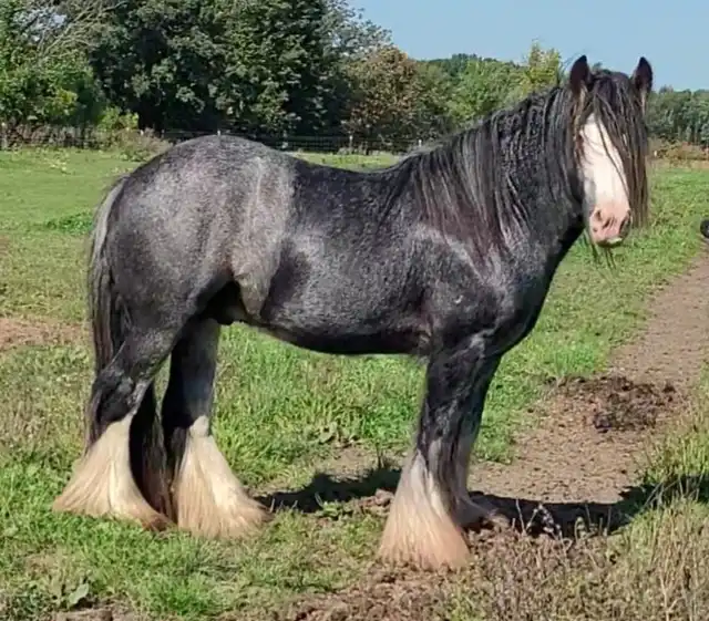 FTF The Kerry Prince - Media (Unknown)