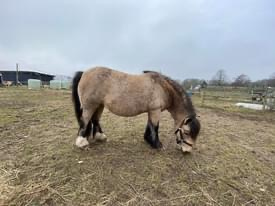 Mia Bella - Media (Unknown)