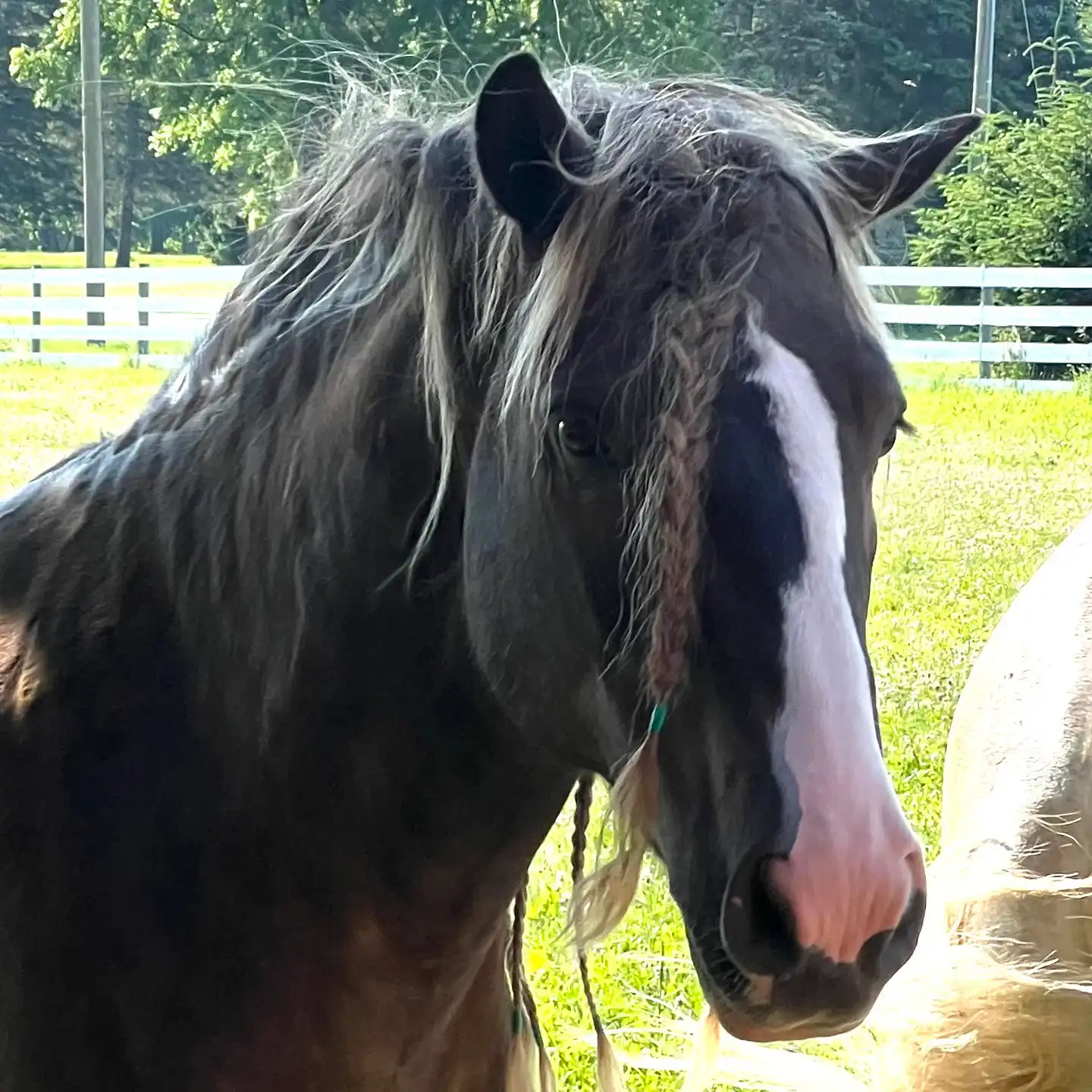 Coco - Media (Unknown)