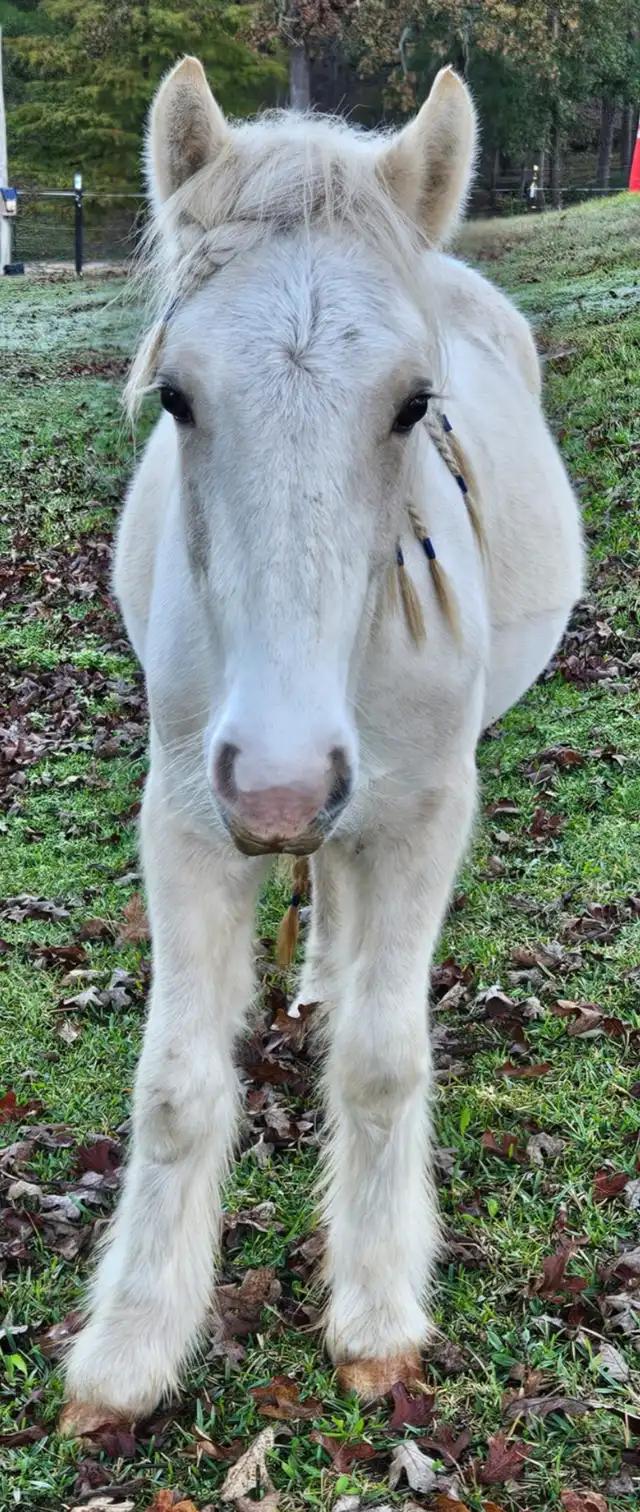 GRH Apache's Secret Gold Nugget - Media (Unknown)