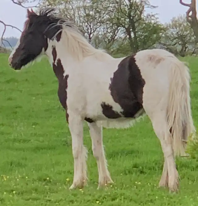 Amy’s Angel - Media (Unknown)