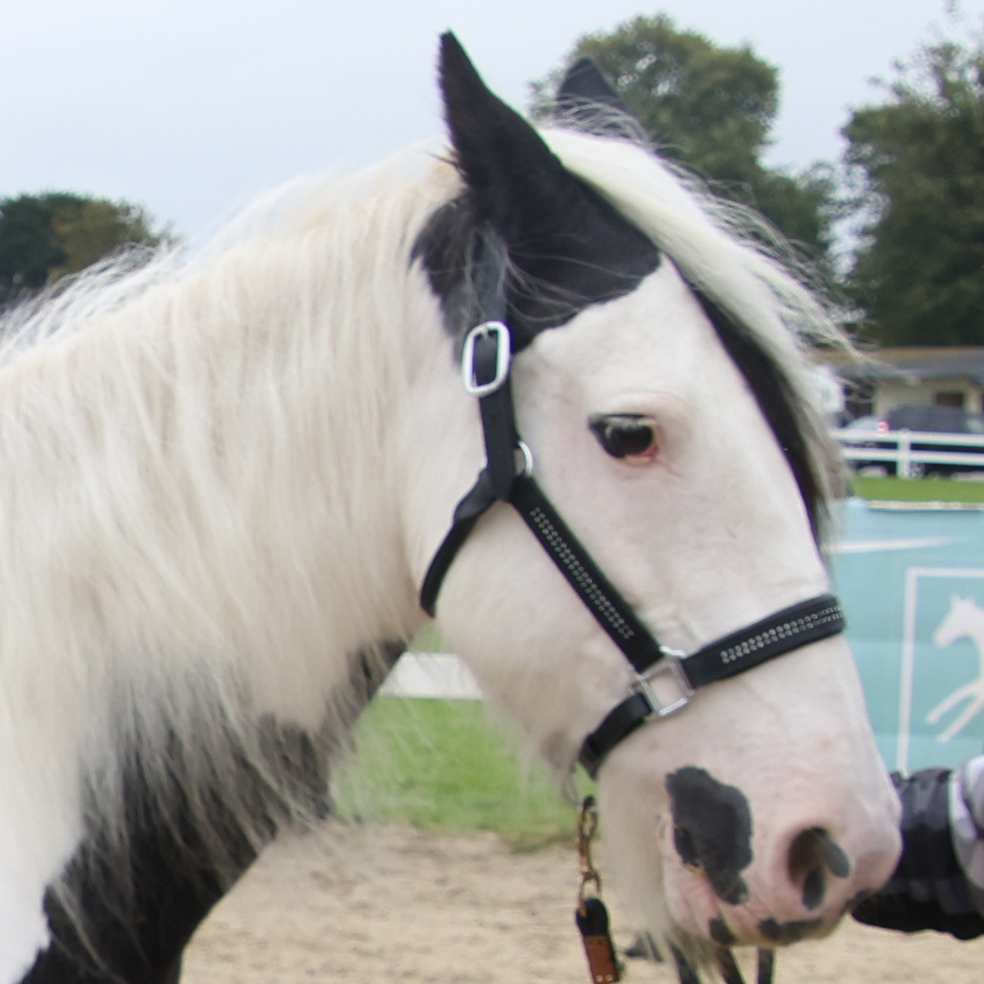 Queen - Media (Unknown)