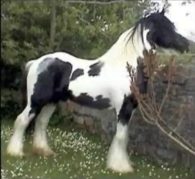 Verbal Pedigree - Media (1845)