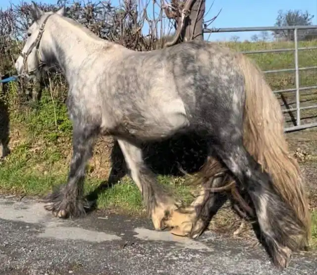 Moneyglen Maisy, left side