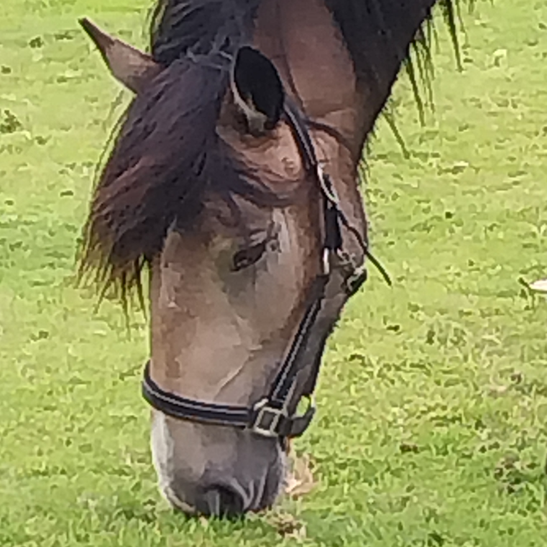 Paddy - Media (Unknown)