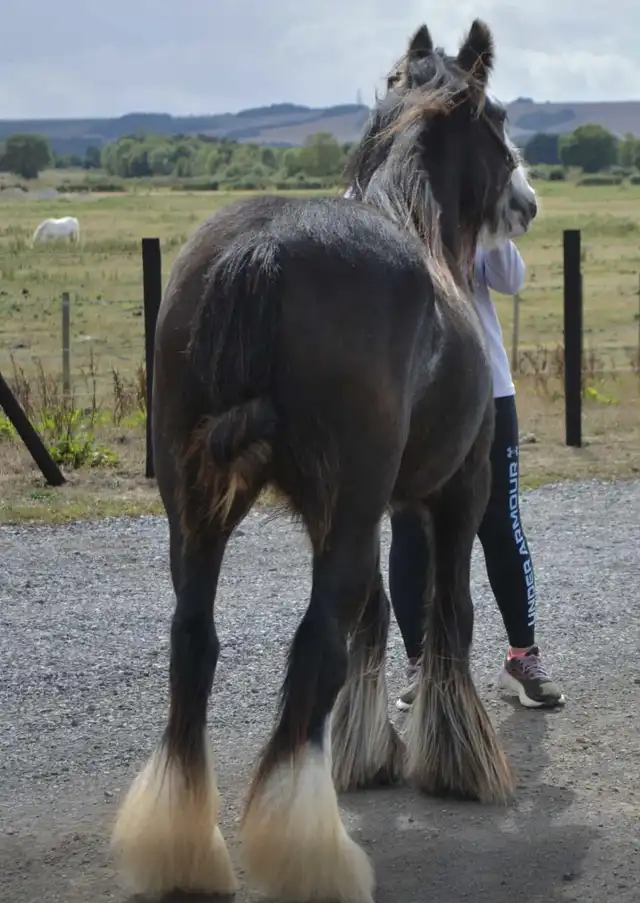 SD  Sd Ruthie - Media (Unknown)