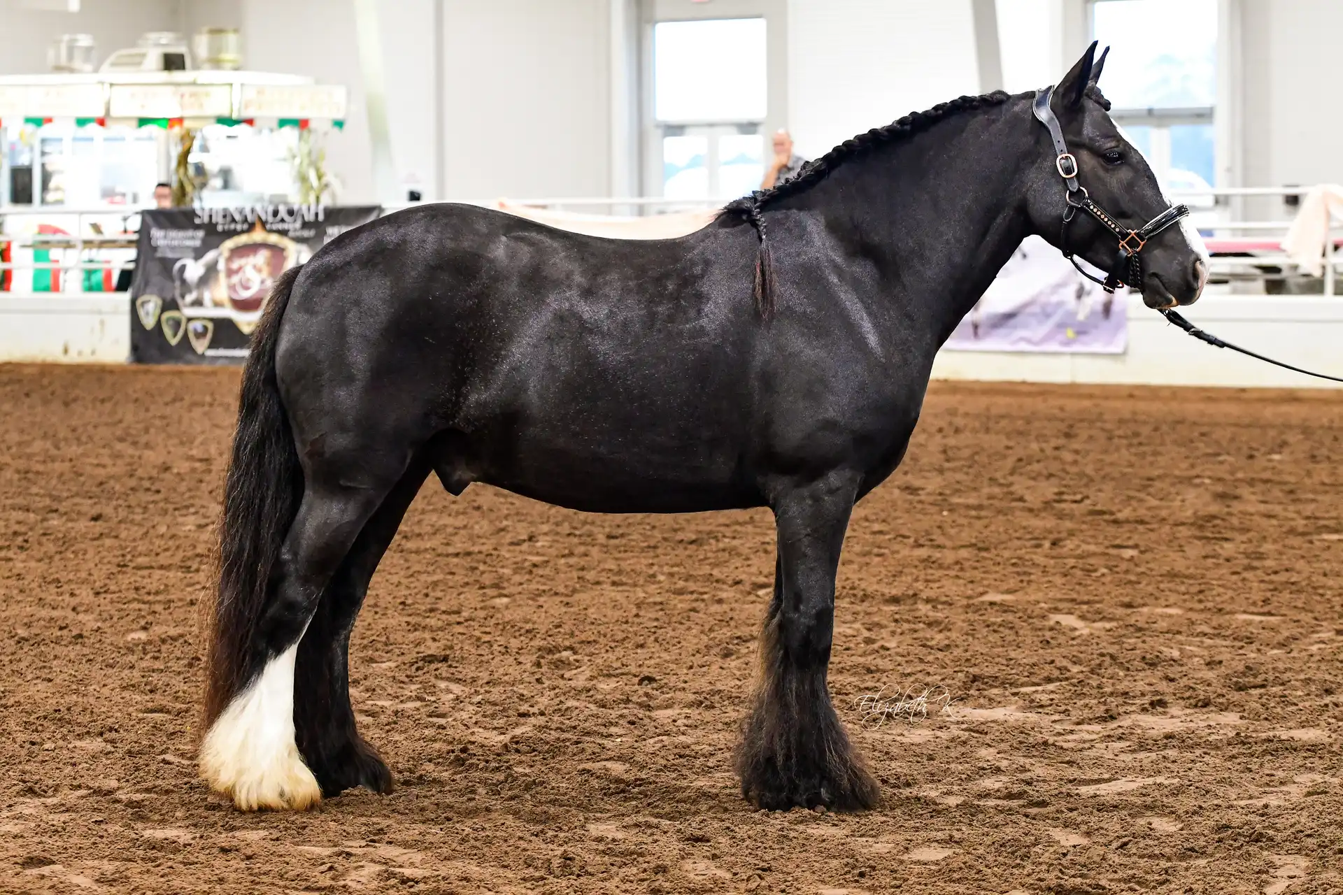 WHR Tiny Dancer - Media (Unknown)