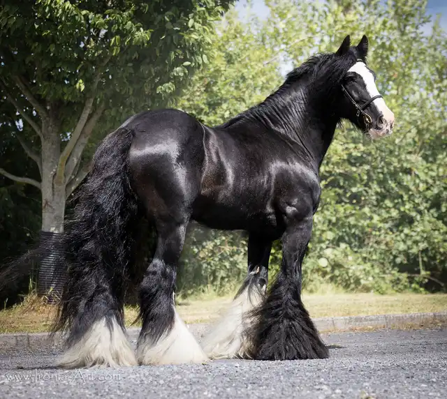 right (1).png - Media (2845)