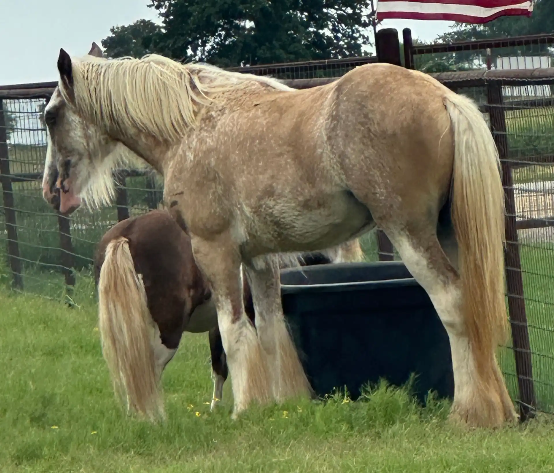 Mile Phantom - Media (Unknown)