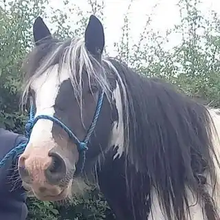 Wilma - Media (Unknown)