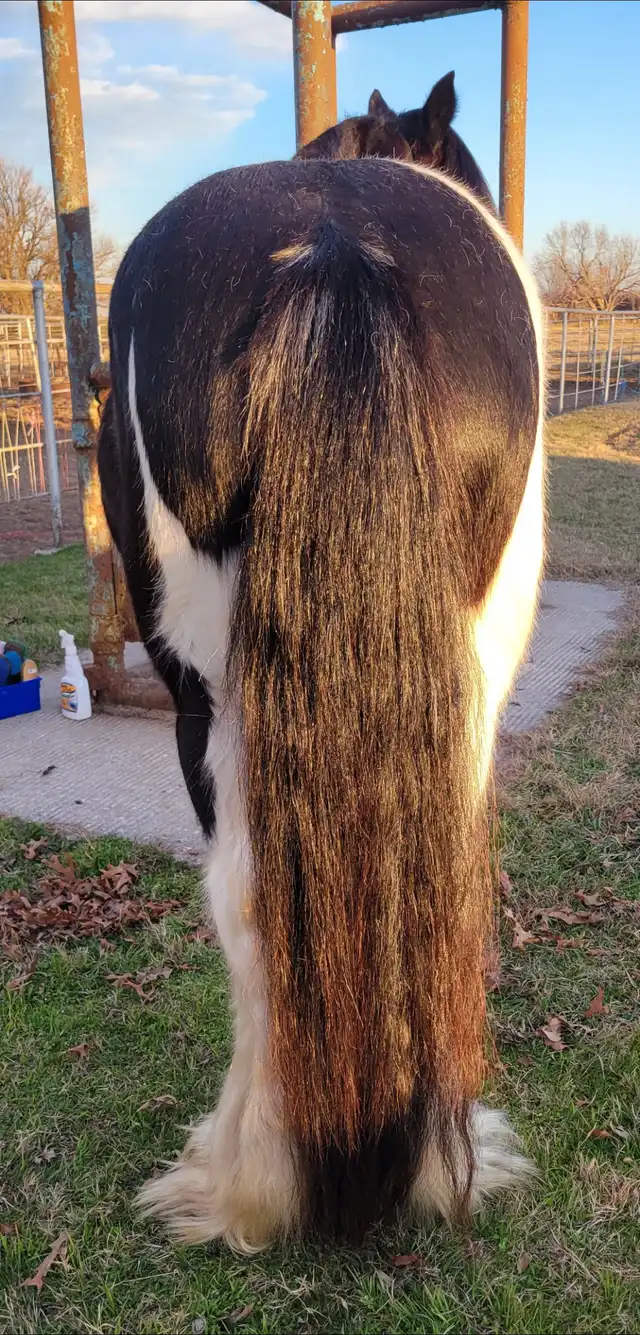 Ford Maverick - Media (Unknown)