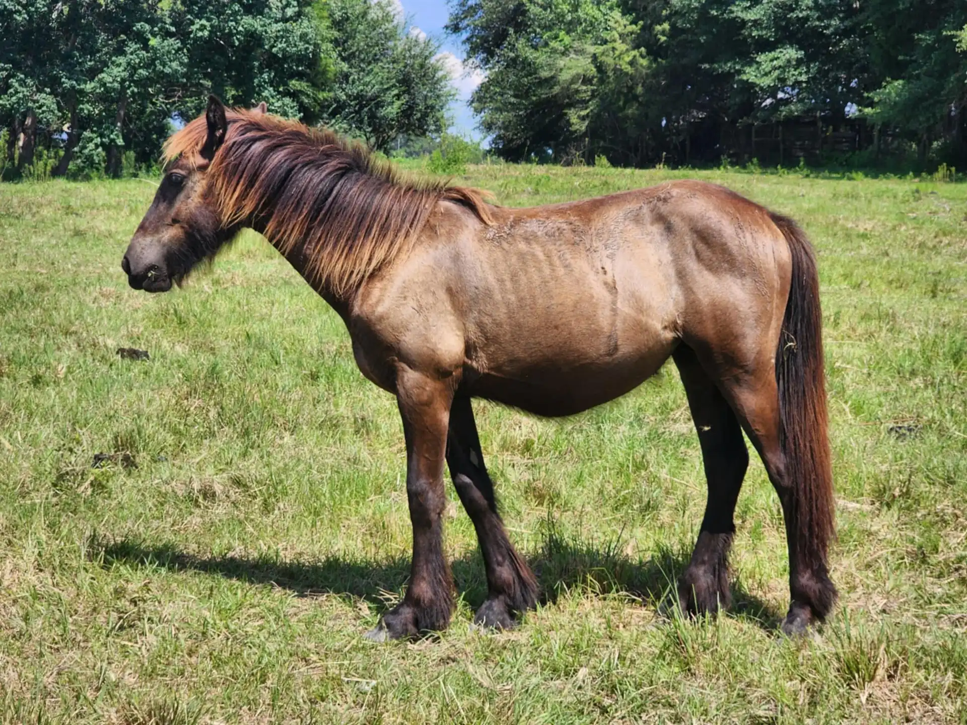 G.S. Zatara - Media (Unknown)