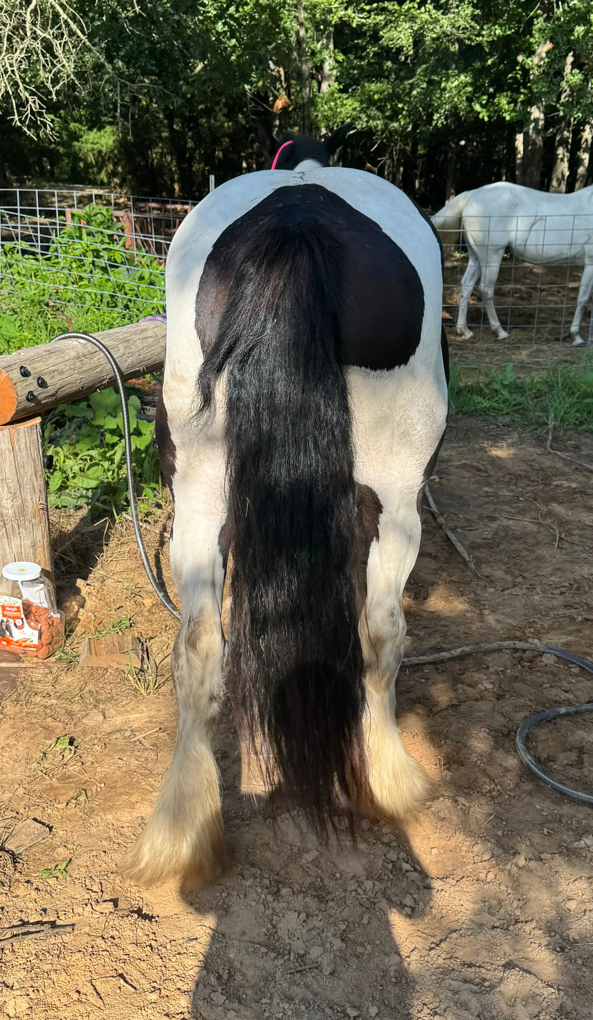 BR Tilly Tequila - Media (Unknown)