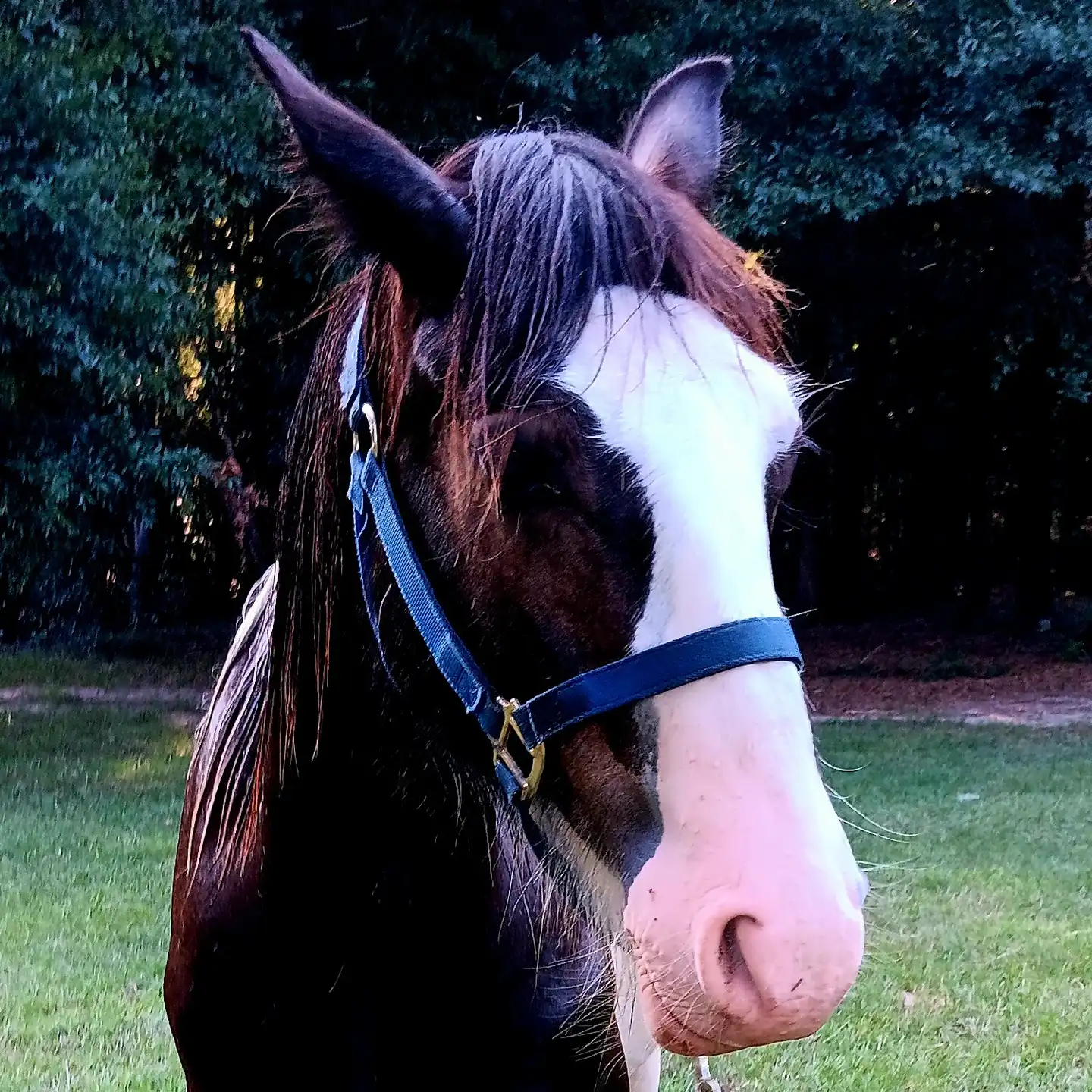 LRL Bouclier of Lionheart - Media (Unknown)