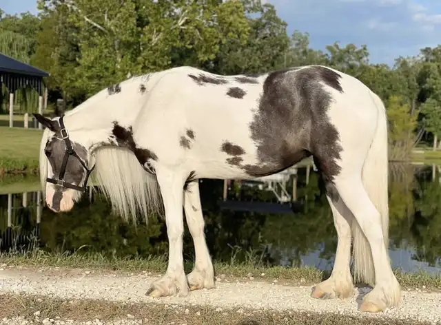 JTRW Lolita - Media (Unknown)