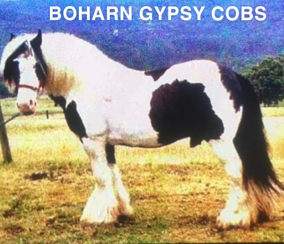 Boharn Gypsy Cobs - Media (405)