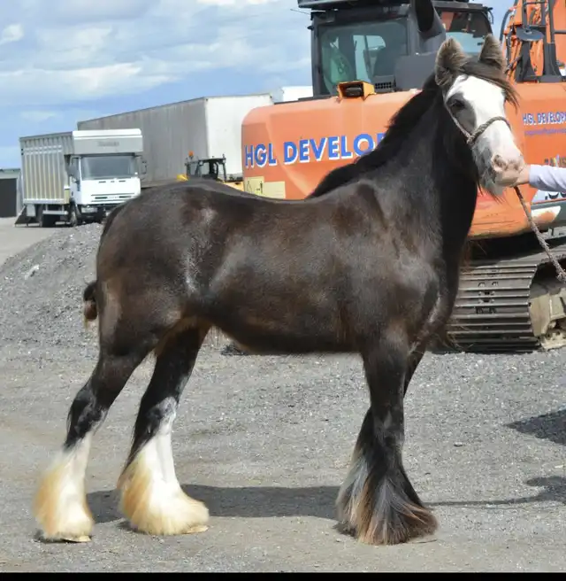 SD  Sd Ruthie - Media (Unknown)