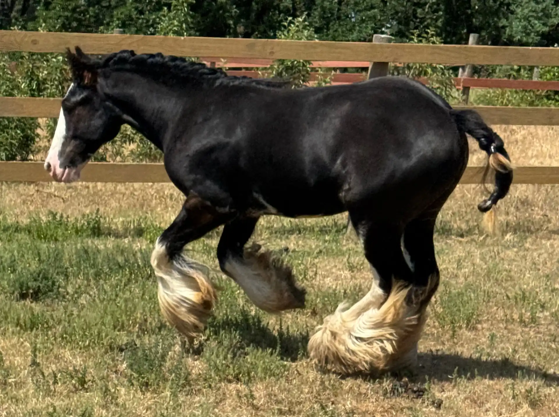 Kohls Epic Edition - Media (Unknown)