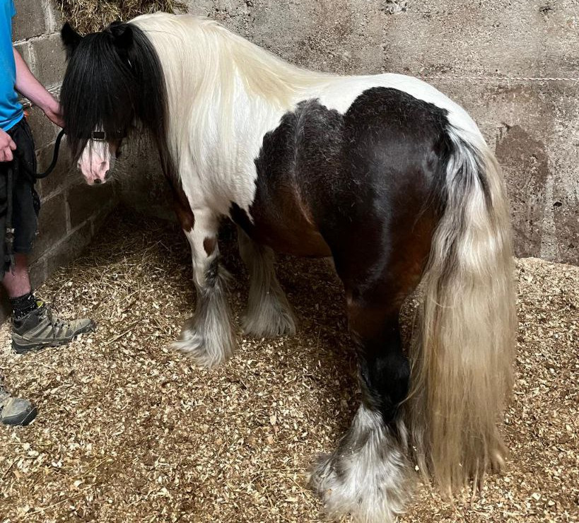 Kings Man - Media (Unknown)