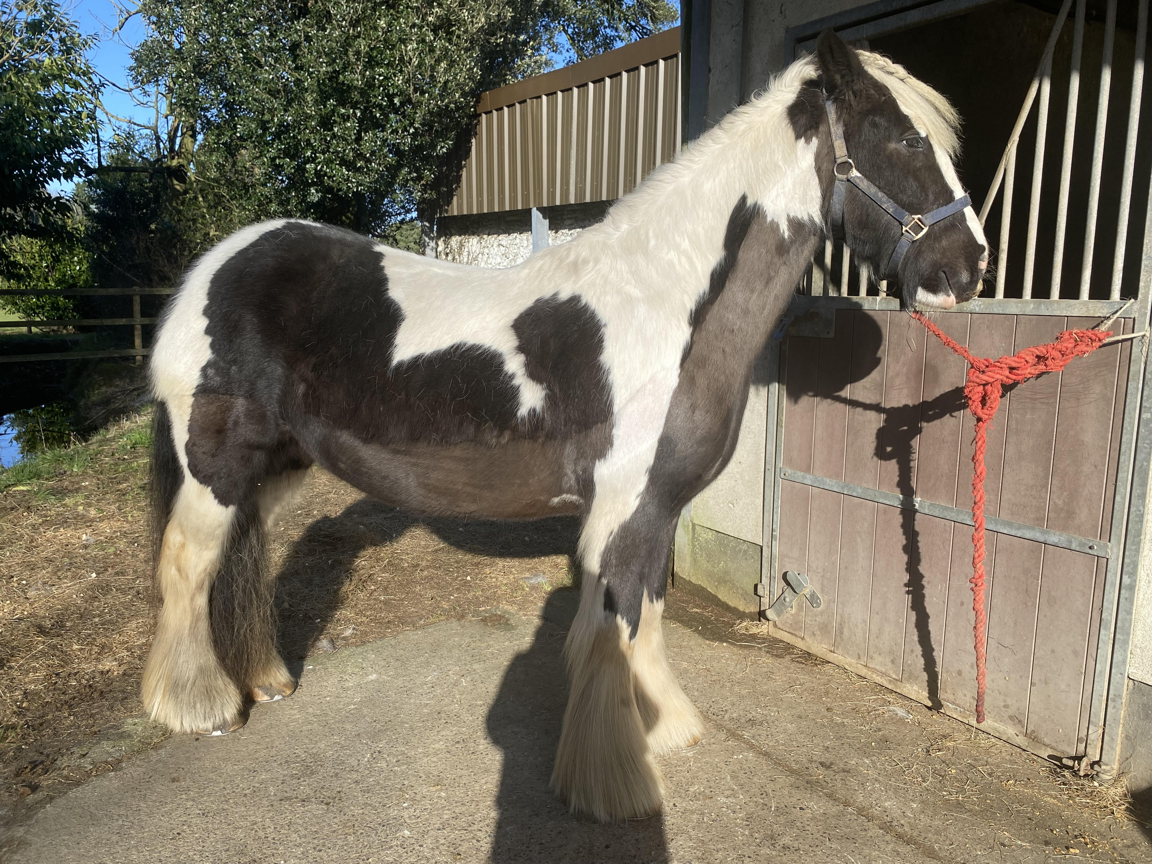 Molly Cobb - Media (Unknown)