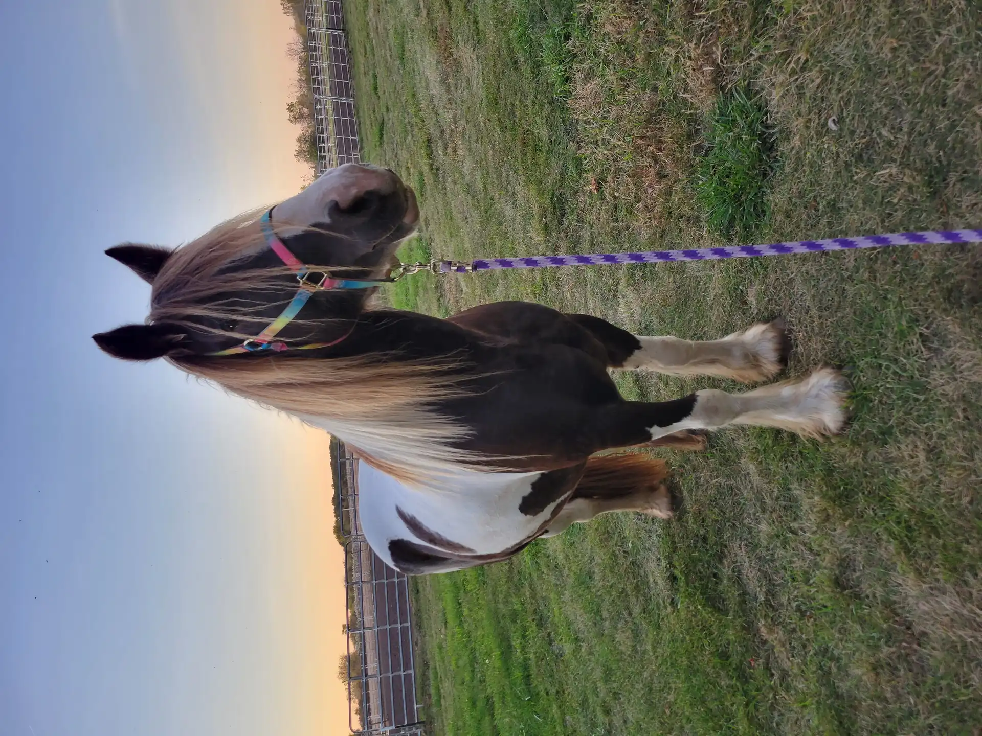 Renegades Skylark Song - Media (Unknown)