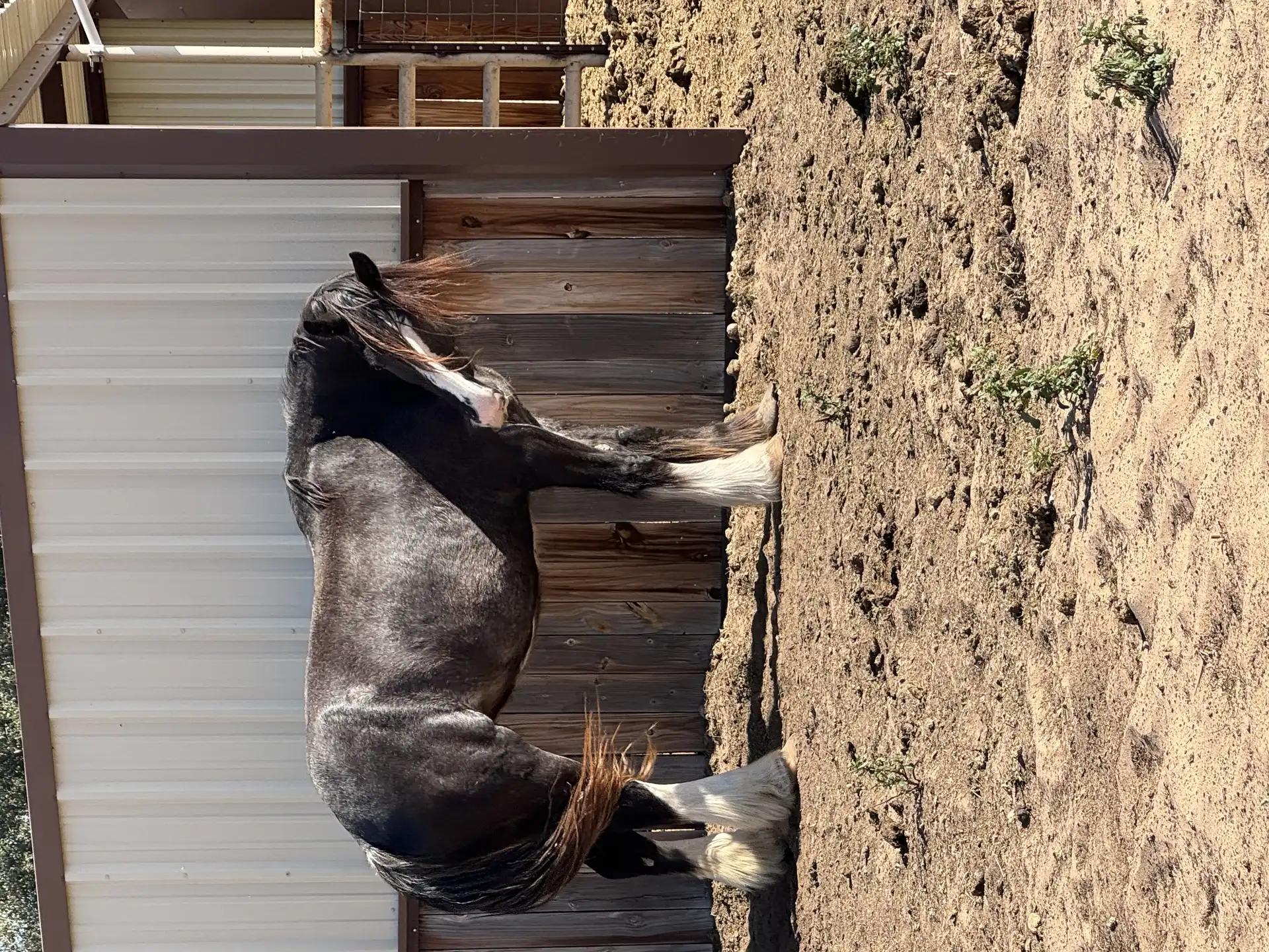 Irish cob  Nori - Media (Unknown)