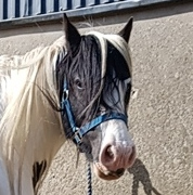 Dolly - Media (Unknown)