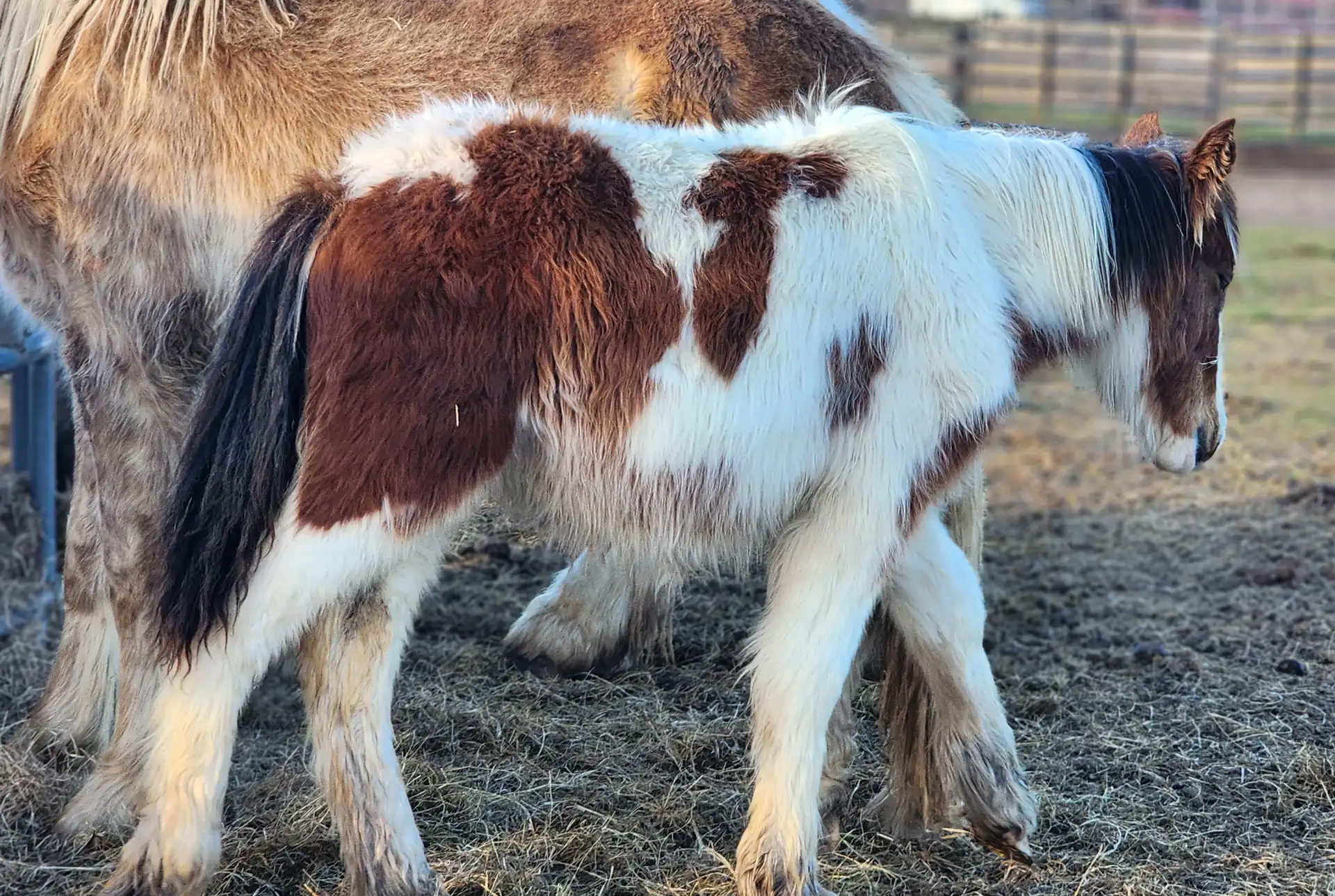 G.S. Sky's Coral - Media (Unknown)