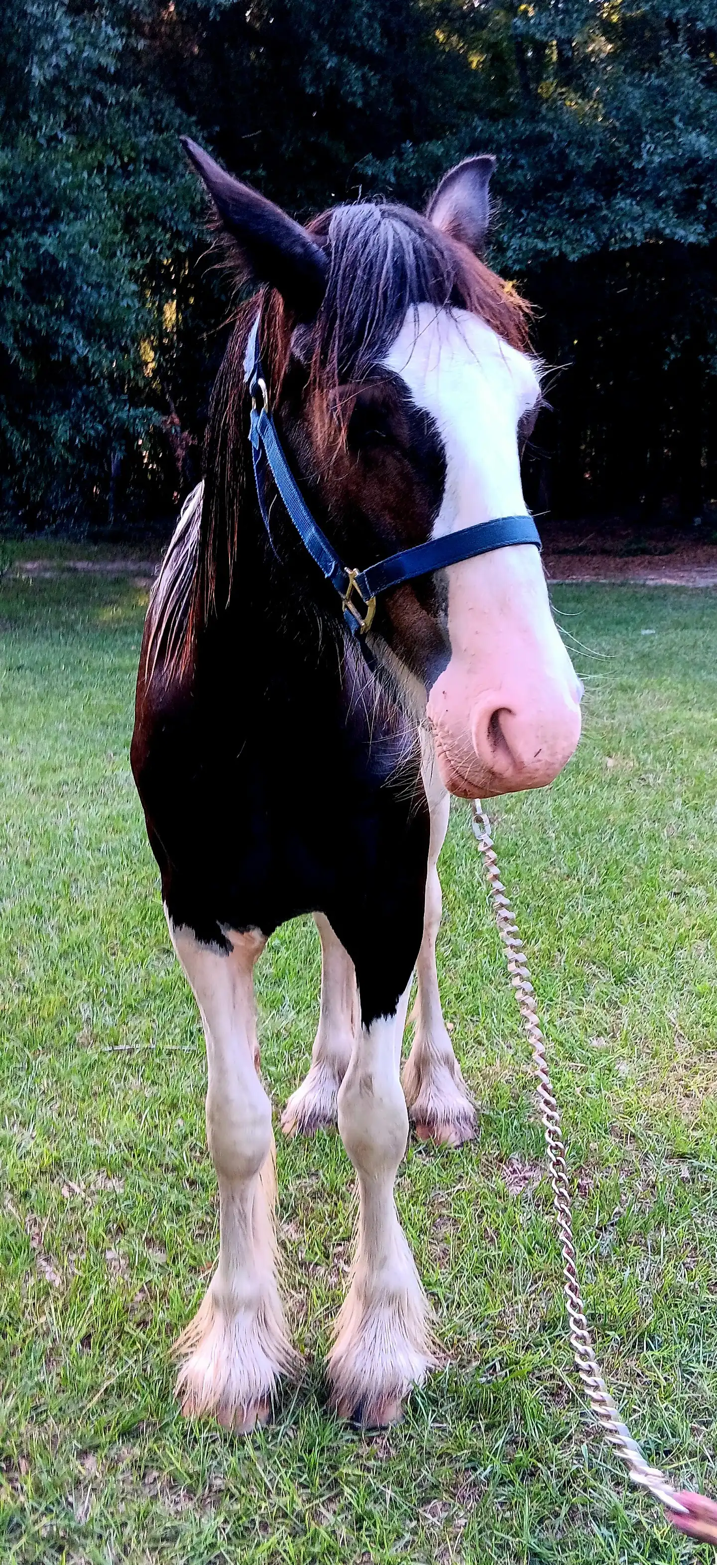 LRL Bouclier of Lionheart - Media (Unknown)