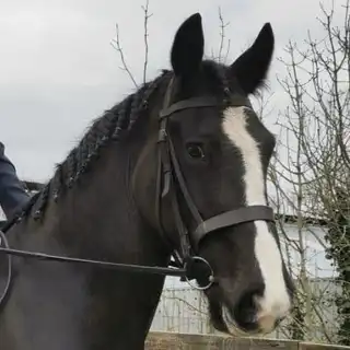 Cairnview Goldmoon