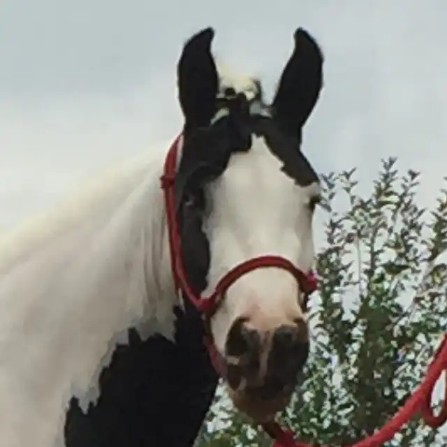Westmoreland Hail Storm - Media (Unknown)