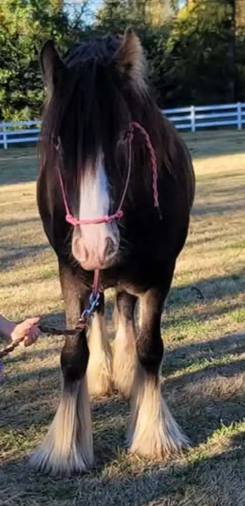 SSR Ladys Mirror Image - Media (Unknown)