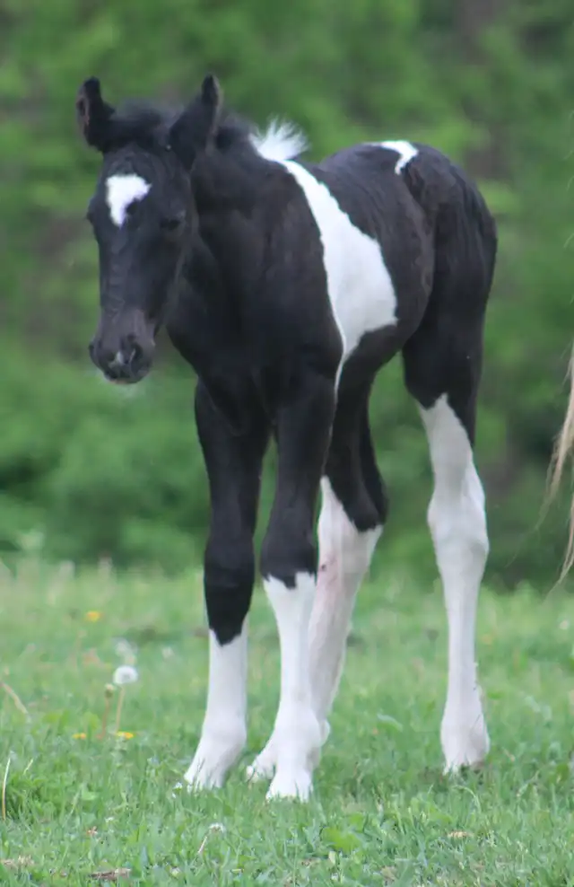 FVF Liam - Media (Unknown)