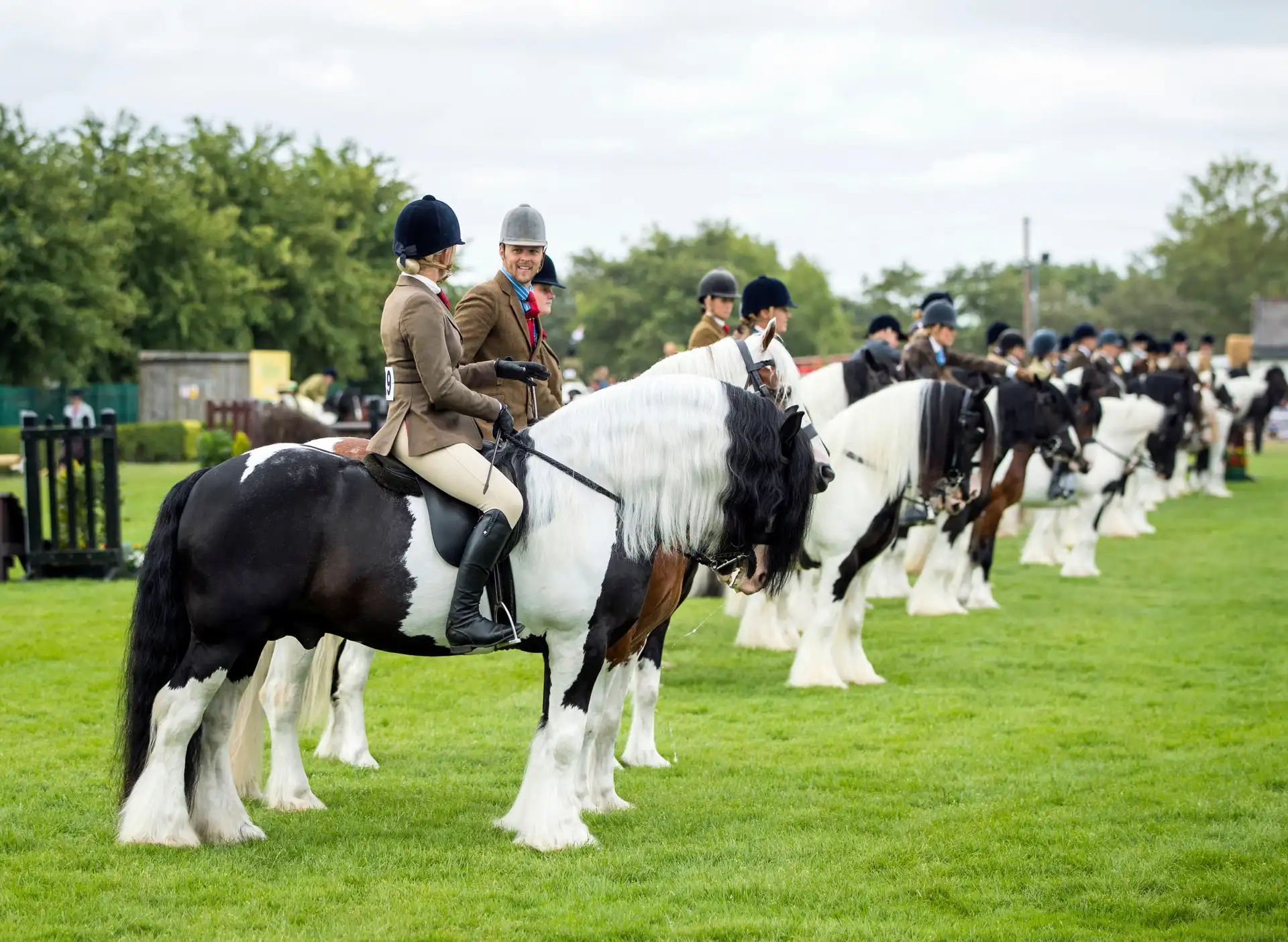 Irish Cob