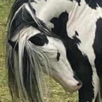 Panda - Media (Unknown)